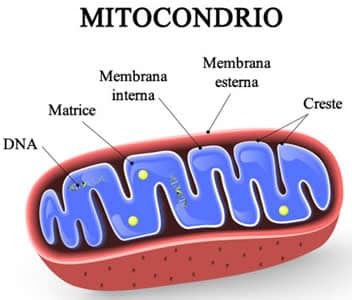 Mitocondrio